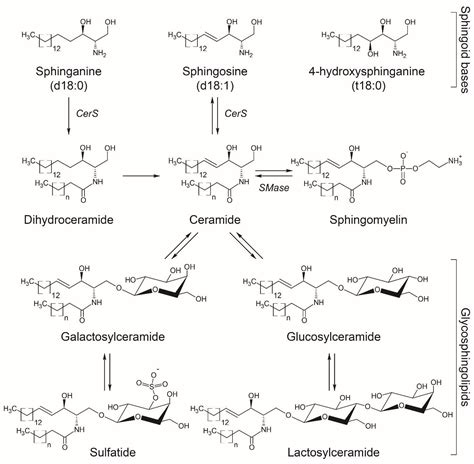 ijms free full text alteration of sphingolipids in biofluids