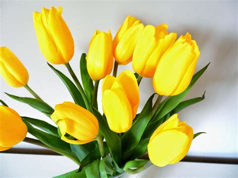 flowerista yellows