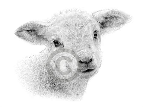 digital  pencil drawing   lamb artwork  uk etsy uk
