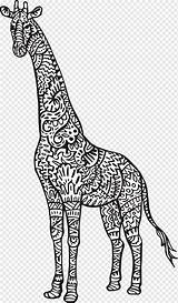 Giraffe Drawing Giraffes Reticulated Mewarnai Mammal Jerapah Jirafas Jirafa Pngwing Marijuana Pngegg Hiphomeschoolmoms sketch template