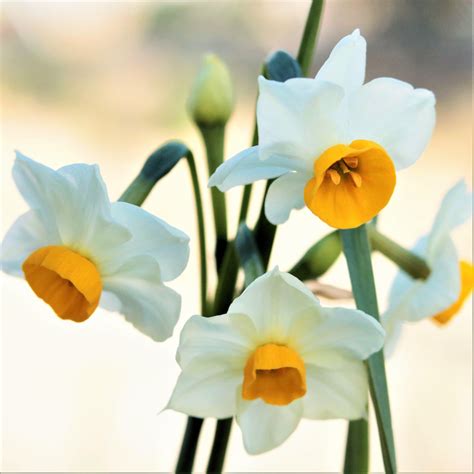 narcissus chinese sacred lily easy  grow bulbs