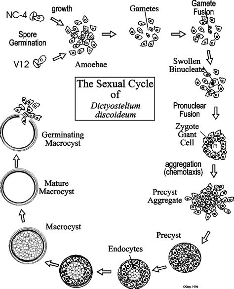 Sexual Development In Dictyostelium Cambps