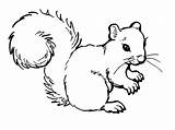 Squirrel Coloring Pages Printable Kids Color sketch template