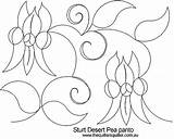 Desert Pea Sturt Coloring Sturts Designlooter 404px 73kb Flowers Reviews sketch template