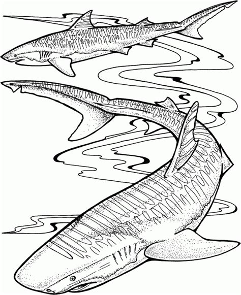 tiger fish coloring pages coloring pages
