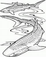 Shark Tiburones Sharks Effortfulg Coloringbay Realistic sketch template