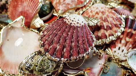 picture  seashell stock images  webivm