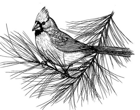 cardinal sketch wetcanvas drawings bird drawings art drawings