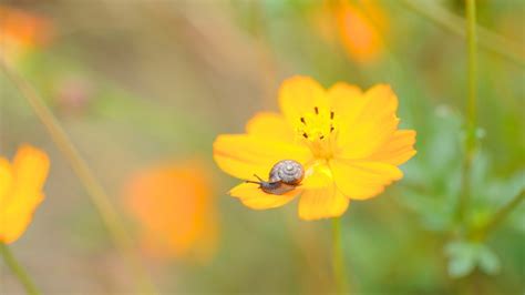 Yellow Cosmos Flower Hd Desktop Wallpapers 4k Hd