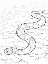 Snake Copperhead Snakes Supercoloring Serpiente Cobre Cabeza Cascabel Coloriage Serpientes Serpent Aboriginal Moccasin Anaconda Dibujar Imprimer Unique Coloriages Parentune sketch template