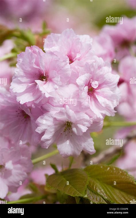 prunus oshokun blossom cherry blossom   english garden stock