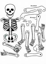 Pirate Skeleton Coloring Pages Getcolorings Skull sketch template