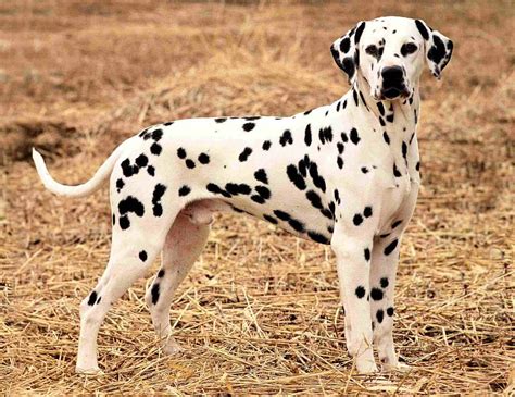 dalmatian  comprehensive guide   iconic spotted dog
