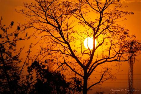 tree    capture  sun sun tree sunset