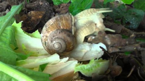 How Do Snails Mate Snail Sex Accelerated Recording Youtube