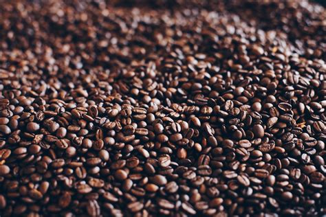 main types  coffee beans  coffee guru