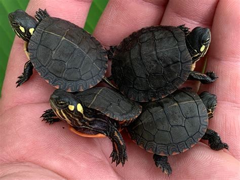 eastern painted turtle babies