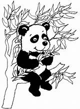 Panda Coloring Pages Printable Pandas Color Happy Print Kids Tree Gif Cute sketch template