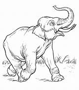 Outline Elephant Drawings Animals Popular Animal Coloring sketch template