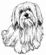 Coloring Pages Tzu Havanese Shih Dog Drawing Color Google Colouring Lhasa Apso Search Bichon Getcolorings Terrier Ca Drawings Puppy Portraits sketch template