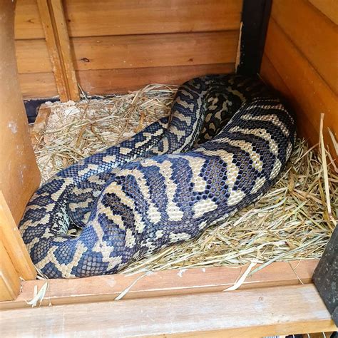 coastal carpet python snake portfolio  snake catcher