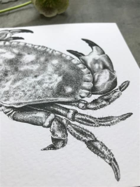 crab blank  card  original pencil drawing etsy