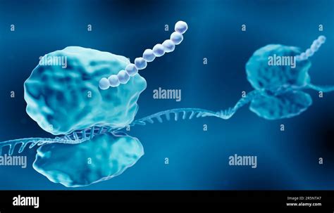 protein synthesis illustration stock photo alamy
