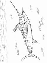 Marlin Coloring Pages Fish Recommended Color sketch template