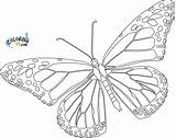 Monarch Motyl Rysunek Anbu Getcolorings Tsgos sketch template