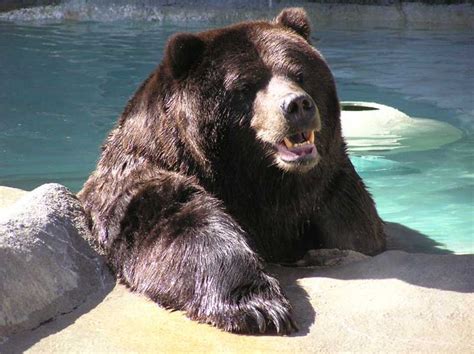 happy bear bear black bear animals