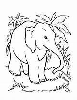 Elephant Coloring Pages Indian Color sketch template