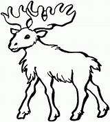 Moose Alce Alces Elch Coloringme Színez Atividades Confiram Divertir Clipartmag Cikk Sheknows Qdb sketch template