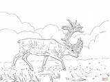 Caribou Coloring Pages Woodland Migratory Printable Color Main Designlooter Drawing Colorings Compatible Ipad Android Version Click Skip Drawings sketch template