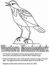 State Montana Oregon Nebraska Wyoming Bird Meadowlark Symbols Geography Coloring Western Printables Kidzone Ws Usa Hard Print sketch template