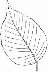 Viburnum Clipart Haw Leaf Genus Simple Outline Etc Leaves Round Large sketch template