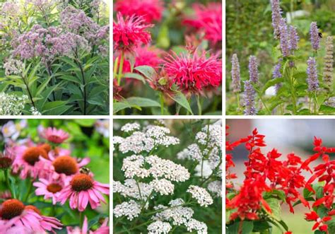 top  native perennial flowers  bloom  summer native backyards