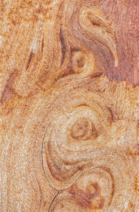maple wood grain patterns closeup  stocksy contributor mark