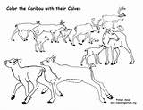 Caribou Coloring Calves Their Exploringnature sketch template