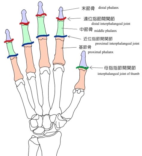 proximal interphalangeal joint images reverse search