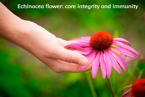echinacea energetically supports the immune system flower essence