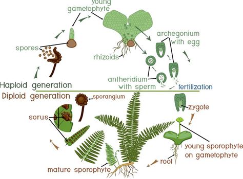 fern life cycle how fern reproduction works