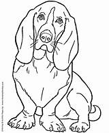 Coloring Dog Pages Hound Basset Kids Dogs Printable Puppies Honkingdonkey Sheets Sheet Color Para Bassett Colouring sketch template