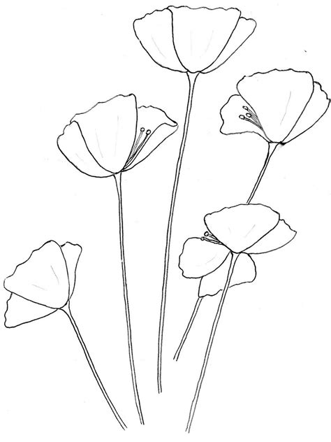 poppy drawing template  getdrawings