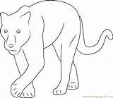 Panther Panthers Designlooter Coloringpages101 sketch template