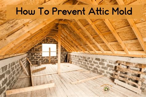 prevent attic mold attic mold tips mold