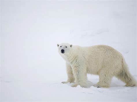 polar bear patrol blog posts wwf