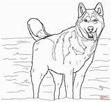 Coloring Pages Husky Puppy Easy Kidsworksheetfun Siberian Animal Dog sketch template
