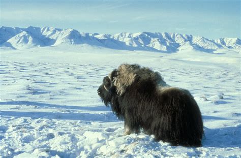 problems   tundra threats   health   tundra