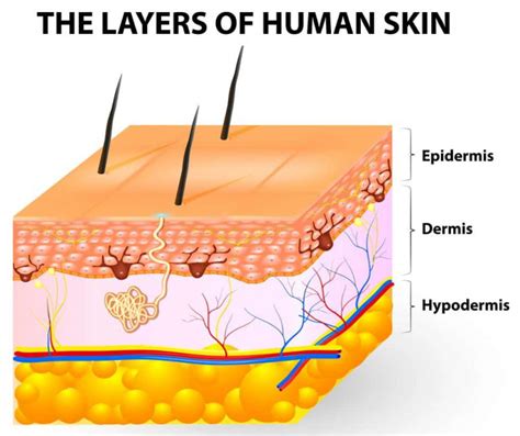 layers  human skin epidermis dermis hypodermis swimfolk