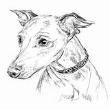 Greyhound Levriero Ritratto Vettore Italiano Italienischen Variopinto Illustrazione Illustrationen Vektoren sketch template